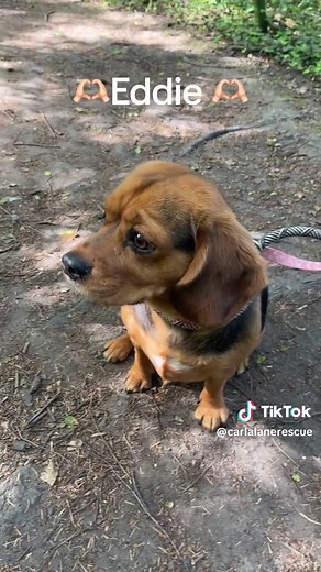 This is a few of our shelter dogs and their quirks 🥰 These doggies were having some fun in the sun☀️ Sheba found herself an amazing home today ! The others are available for adoption🫶🏻Fill out a form on our website or via Facebook. #dog #rescueshelter #rescuedog #dogsoftiktok #uk #adoptdontshop #summer #foryoupage #quirks