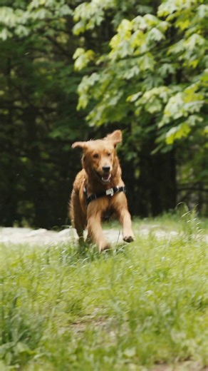 Every home in Michigan is different, and so is every pet. That’s why Invisible Fence® Brand creates personalized containment and training solutions tailored to your space, your lifestyle, and your pet’s personality. | Invisible Fence Brand