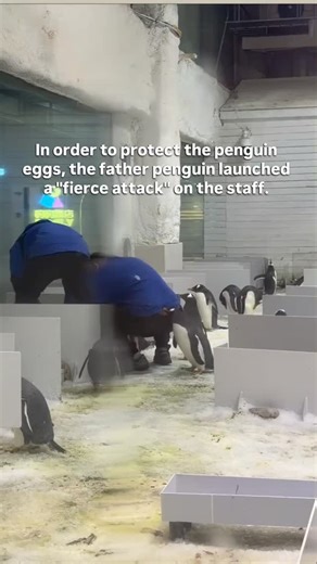 Oh my god! As soon as the staff got close to the penguin eggs, the father penguin "flared up with anger" and fought back fiercely. This instinct to protect the eggs is absolutely amazing #Funny #Penguin | 暖心