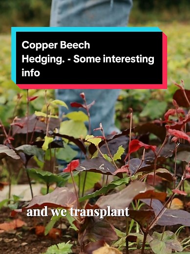 Planting Copper Beech: Insights and Process Revealed