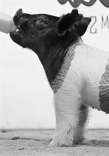 #BobellFarms #LearMedia | animal farm