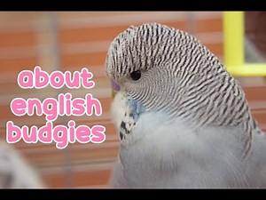 Learn About English Budgies | Budgie Information ✨