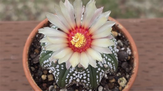Astrophytum asterias in bloom