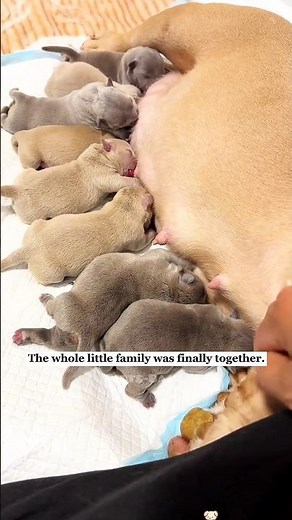 Pregnant Dog Gives Birth to 7 Cute Puppies. 🐶❤️