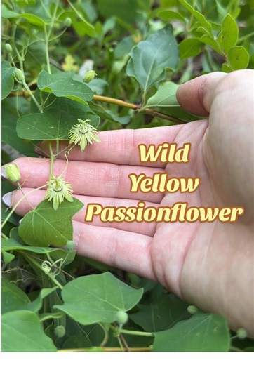 Yellow passionflower (Passiflora lutea) identification and facts