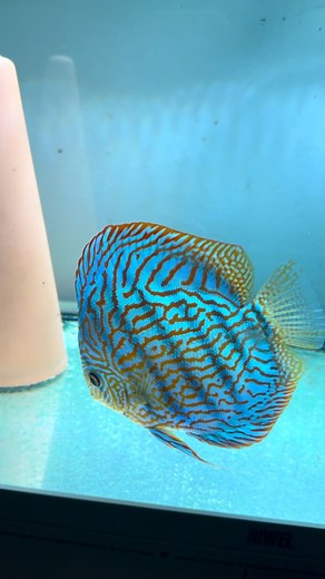 Meet our stunning turquoise discus – curious, confident, and always on guard! 💙🐟 He loves to explore every corner of the tank, but he’s also the protector of his little underwater world. A true character with both beauty and attitude! #DiscusFish #TurquoiseDiscus #AquariumLife #DiscusLovers #FreshwaterAquarium #Aquascape #TropicalFish #FishTankGoals #CichlidBeauty #CuriousFish #ProtectiveDiscus #FishOfInstagram #aquaticworld #discusfish #aquariumhobby #aquarium #aquariumfish #fish #fishtank | 