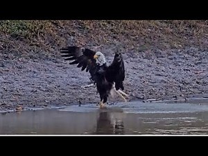 SWFL Eagles ~ MAGNIFICENT M15 Takes A VIGOROUS FULL BODY DUNK & SPLASH BATH + EGG VIEWS! 👑 11.18.25