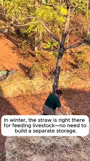 Useful ways to preserve straw #gardensofinstagram #gardenplants #gardenviews #gardenersparadise #gardenista | Gardenning Moment