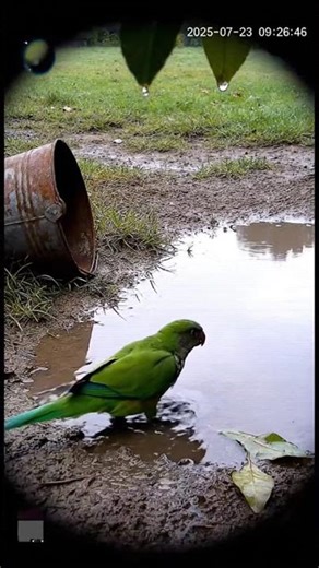 Parrot Caught Bathing in Rain Puddle | Real CCTV Wildlife Clip