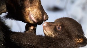 BBC One - Planet Earth Live