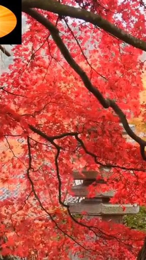 Peaceful ASMR Beach Experience: Relaxing Music with Real Ocean Waves for Tranquility