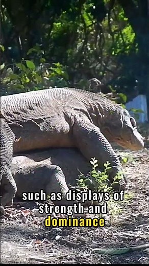 How Komodo Dragons Mate: A Brief Insight into the Intricate Rituals #animals #nature #youtubeshorts