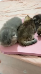 122K views · 6.6K reactions | The kitten is snoring. #cat #kucing #pets #meow #cute #kitten #funny #猫 #asmr | Baby Cat | Facebook