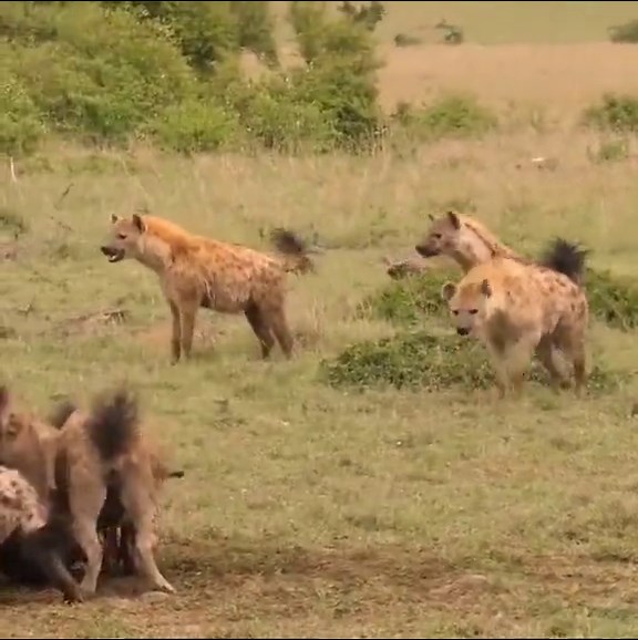 ‏^Battle for prey ^hyenas * VS * lionesse