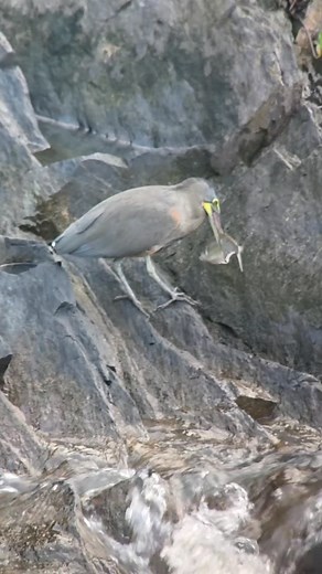 A special moment unfolded right from the restaurant deck at Black Rock Lodge early morning! Our guests were treated to the striking sight of a Bare-throated Tiger-Heron skillfully catching and feeding on a fish along the riverbank. Scenes like this remind us just how alive and wild our surroundings are. From the comfort of your breakfast table, nature puts on a show—sometimes dramatic, always unforgettable. These experiences are what make a visit to Black Rock Lodge so unique… and there’s always