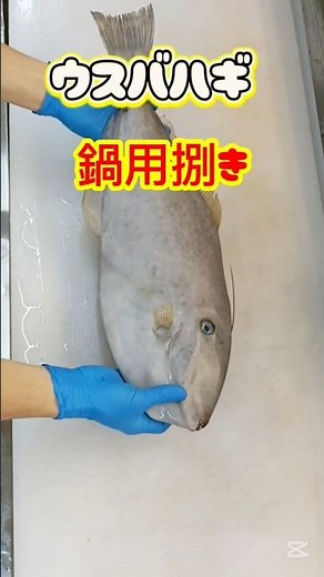 ウスバハギ【鍋用捌き全工程】肝パン #ウスバハギ鍋 #薄葉剥 #ウチワハゲ鍋