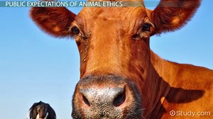 Veterinary Obligations to the Animal Kingdom