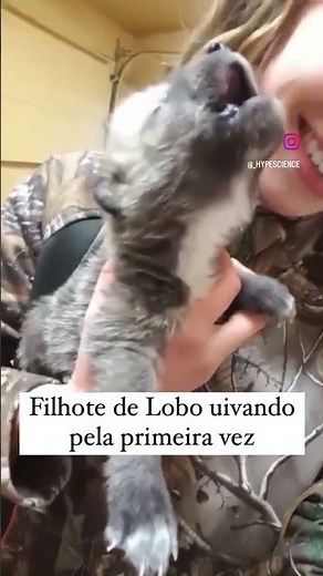 Wolf Cub howling for the first time