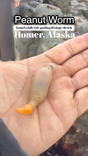 #peanutworm #BishopsBeach #tidepool #tidepooling #seaalien #worm #Alaska #kachemakbay #HomerAlaska #strangerthings | Tim Hatfield