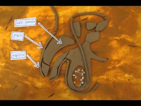 Mój Wacek czyli układ rozrodczy męski