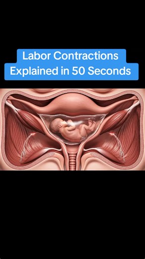 Labor Contractions Explained baby delivery full 3d process #laboranddelivery #labor #babydelivery #childbirth #healthcare