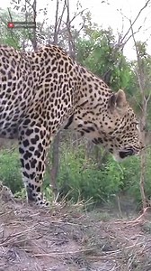 11M views · 204K reactions | Liaten to the roar of the leopard!!! #robtheranger #africansafari The sawing froar of the leopard is a beautiful thing to hear. Some people will be in the comments saying this is not a roar, it is sawing, but sawing is the word used to describe the roar of the leopard... | Rob The Ranger Wildlife Videos | Facebook
