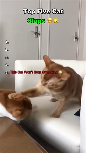 Top 5 Cat Slaps
