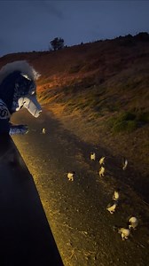 PENGUIN PARADE🐧 | Blue Indianapolis Colts Mascot