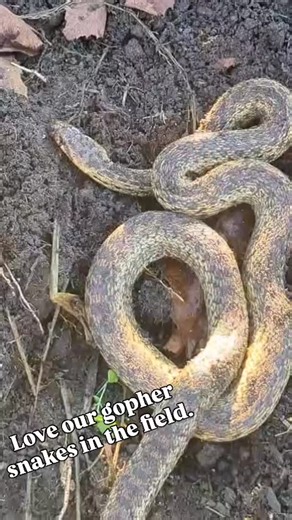 Singing Frogs Farm on Instagram: "Beauties like this in our field are living reminder of why we’re grateful stopped tilling 16 years ago, we were actively killing life… reptilian, avian, mammalian and of course microscopic life. And providing him habitat means having a more robust food web keeping our ecosystem in balance."
