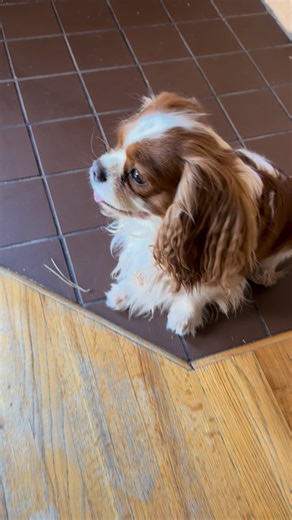 Kem Minnick on Instagram: "King Bear 🐻 Poop eater 🤦‍♀️😭"