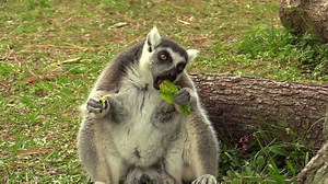 Warning: this video of lemurs eating lettuce may cause extreme squealing, hyperventilation or other involuntary reactions to cuteness. | Brevard Zoo