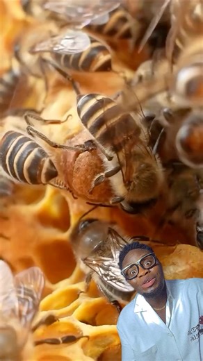 Introducing a new queen bee 🐝 #bees #Christmas #foryouシ #lifestyle | Laff Doctor Tv