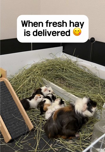 Immediate crowd formation #guineapig