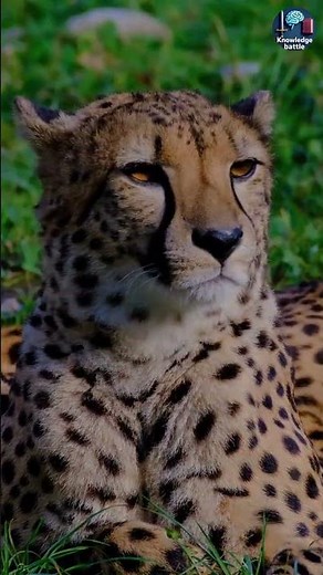 Cheetah, Leopard or Jaguar? Most People Get This Wrong! | knowledge battle