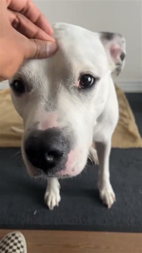 Dogo argentino cute #dogoargentino