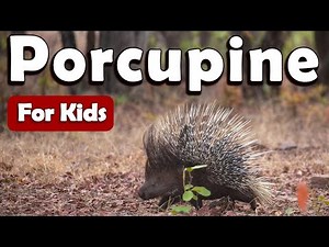 Porcupines for Kids | Learn About Animals for Kids | Learn about Porcupine for Kids
