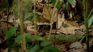 This Is The World’s Tiniest Wild Cat, And It Might Be The Cutest Thing You’ll See Today