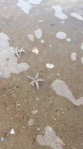 Lots of little starfish coming in with the tides for a visit in Kitty Hawk! | Kitty Hawk Kites