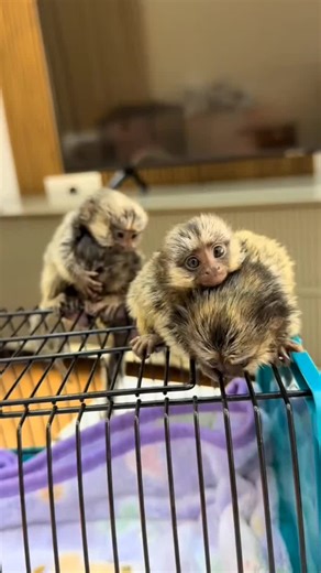 finger marmoset monkey