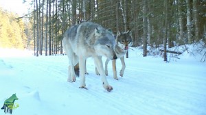 Things are getting a little flirtatious in the wolf world as sex is on the mind—and we mean that in the most biological way! Actually, mating season is pretty much over now but this footage was from February 13, in the heat of mating season and the day before Valentine’s day…a coincidence? This rare observation shows a bit of the courtship behavior between the breeding pair of the Cranberry Bay Pack. The big whiter wolf is V083, the male, and his mate V084 is the smaller wolf. This pair has prod