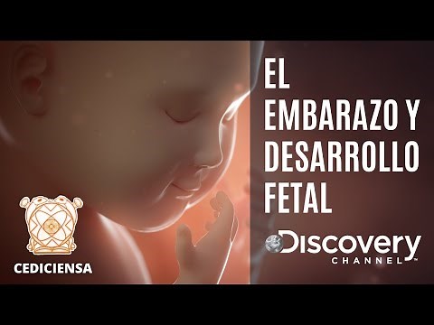 Embarazo | Documental Completo Discovery