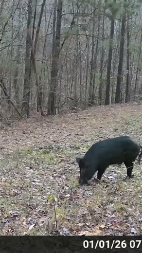 That was fast #hoghunting #wildhogs #350legend