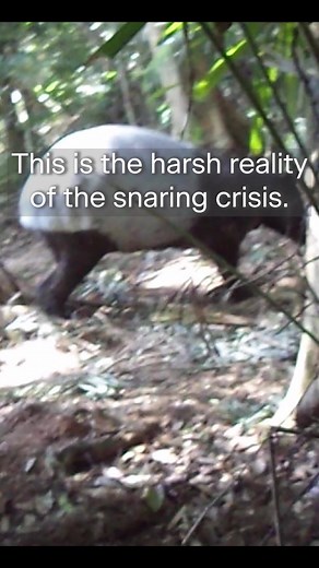 😢 Snaring is devastating to so many endangered species. All over the world, wildlife-rich areas are absolutely littered with the things. These traps are cruel, and they don’t discriminate – a trap set to catch deer can easily spell the end for a tapir, an elephant calf or a tiger instead. Experts in the field report that poachers are setting so many snares that they often lose track of them, meaning that the animals are simply left there to die. It’s such a senseless waste of life. But now for 