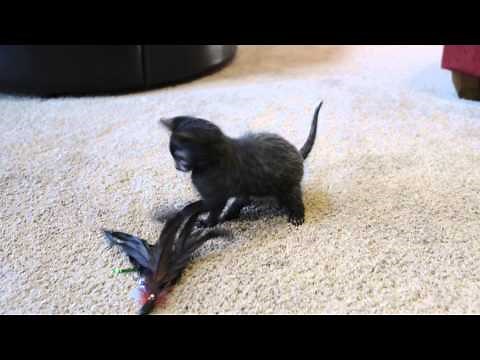 Honi The Lykoi Cat aka Wolf Cat or Werecat