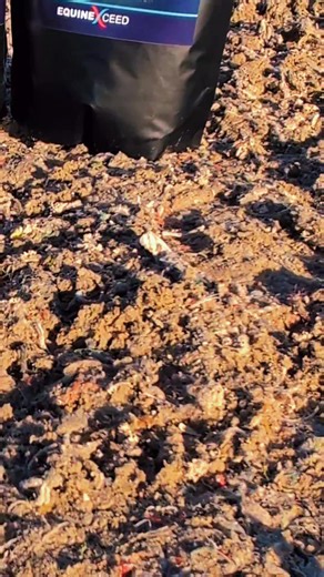 With the cold winter weather really setting in, @Equine Exceed 's Gastro Step 1 is a vital part in our teams diet to help support our horse’s digestive comfort and balance when temperatures drop. #equestrian #horsehealth #guthealth #happyhorse #winter @Beccy