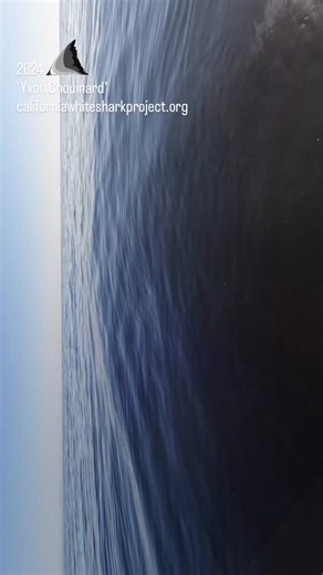 On 9/20/2025 we had our first research expedition of the season. It was a success! In addition to identifying and adding several white sharks to our database. Last year, we put an acoustic tag on Yvon Chouinard (the shark not the human!) and while we did not see him yesterday, his unique numerical code was ‘heard’ by our hydrophone that ‘listens’ for acoustic codes that acoustically tagged sharks emit. We are so glad to know he is back and still alive as he is one of our oldest/largest male whit