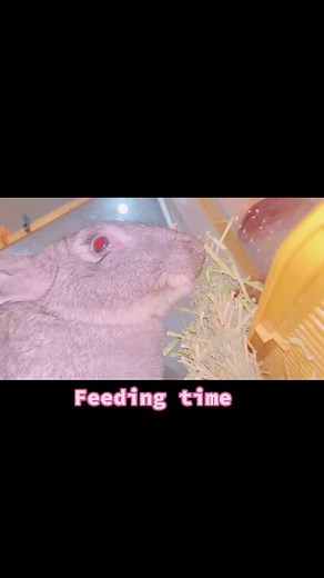 Giant Bunny Family บน TikTok