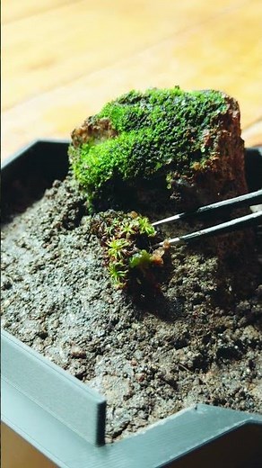 Tutorial for beginner: plant moss covered rock and wild moss #terrarium #moss
