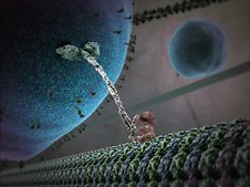 Animation of processes inside living cells