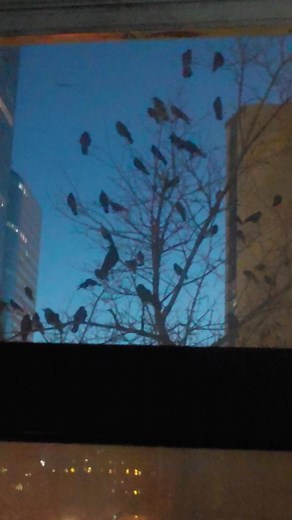 Yesssssss. Crows.... Just now... | David Clements | Facebook